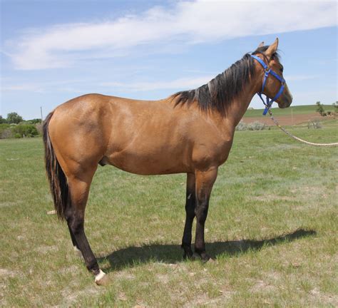 Horses for sale in south dakota craigslist. Things To Know About Horses for sale in south dakota craigslist. 